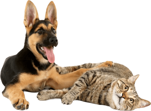 petlove petlove plano petlove planos pet love plano pet love planos plano pet love planos petlove plano petlove planos pet love cupom petlove petlove cupom cupons petlove cupom para petlove cupom de desconto petlove petlove cupom de desconto cupom de desconto na petlove cupom de desconto para petlove cupom desconto petlove petlove porto alegre petlove endereço petlove rede credenciada pet love reclame aqui reclame aqui petlove cupompetlove endereço petlove petlover petlove perto de mim petlove reclame aqui rede credenciada petlove pet love perto de mim petlove ração site petlove loja petlove petlove racao petlove santo andre pet love porto alegre petlove loja petlove campo belo pet love santo andre petlove site petlove loja fisica petlove lojas fisicas cupom de desconto pet love desconto petlove app petlove petlove app petlove whatsapp petlove desconto petlove ribeirão preto pet love ração